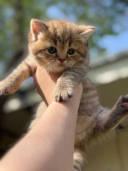 Мушукчалар сотилади!