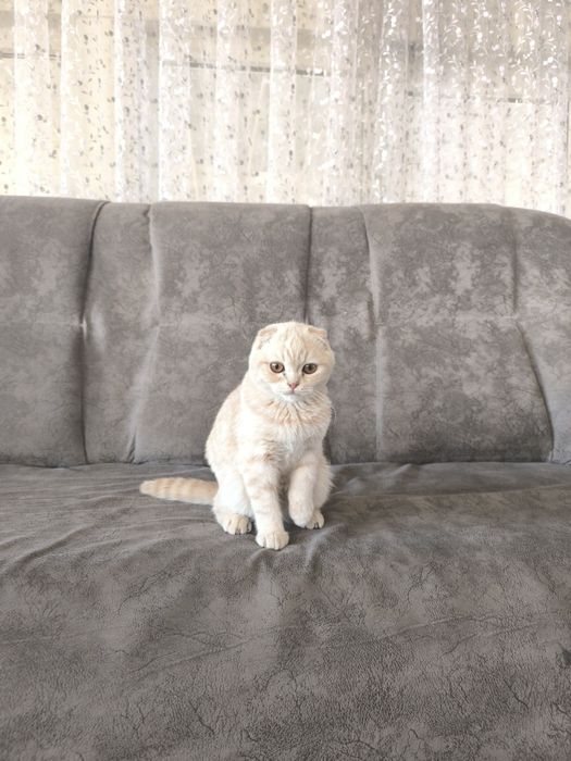 Mushuk Sotiladi oʻgʻil bola 6 oyli sogʻlom