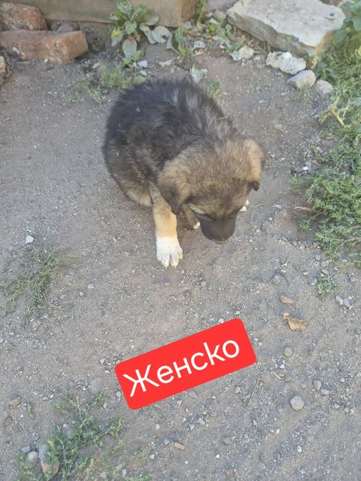 6 малки кученца подаряват се