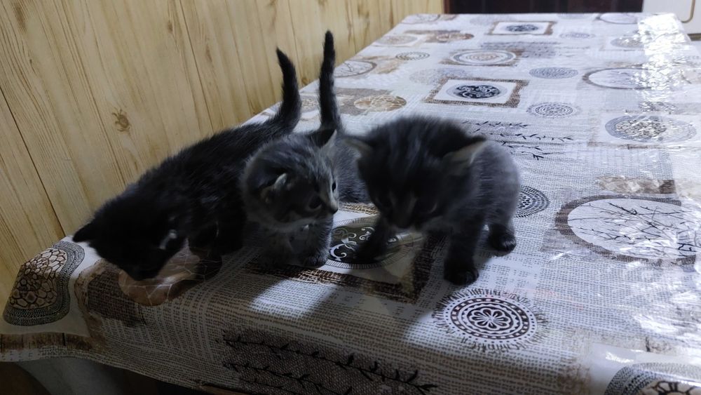 отдам котенка 2 мес