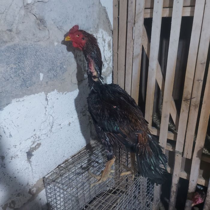 Шолпан туляк 2год крупный