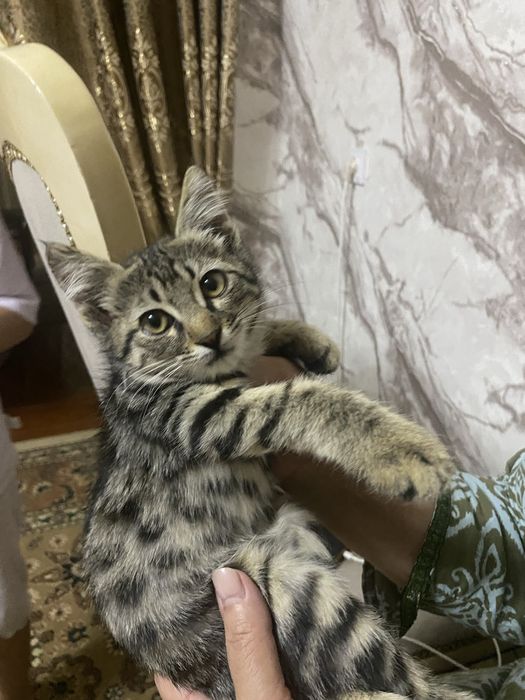 Отдам в хорошие руки