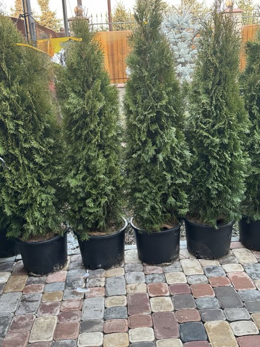 Туя смарагд 1 м, 1,5м, 2 метра