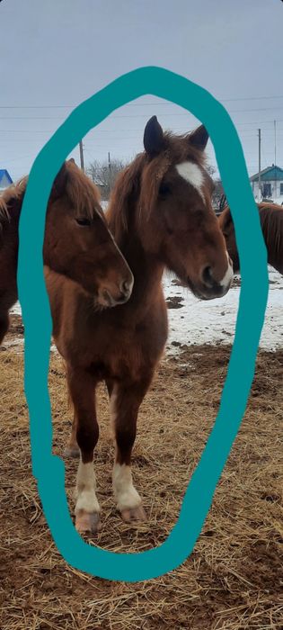 Кабылка , Бесті 4-х летка