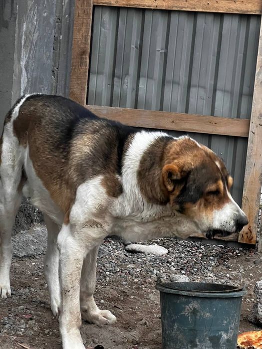 Alabay tojikistondan kegan