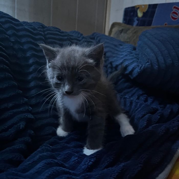 отдам котенка в хорошие руки