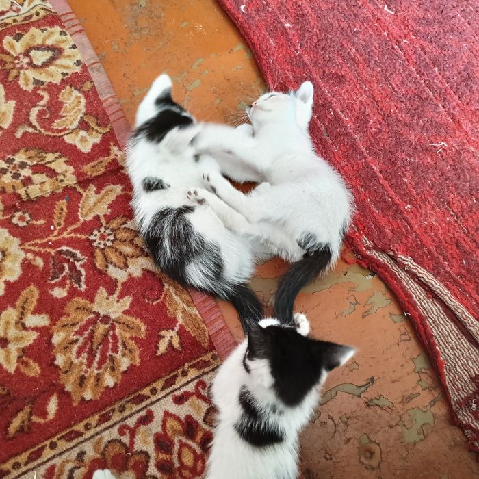 Отдам котят в добрые руки