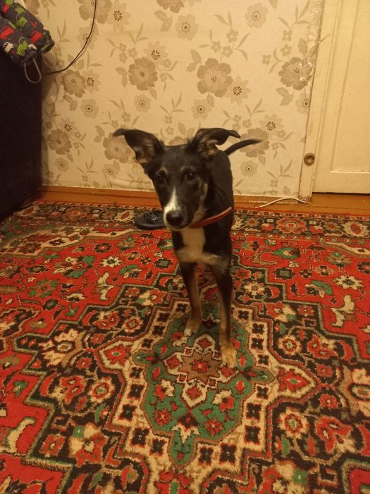 Срочно Девочка ищет дом