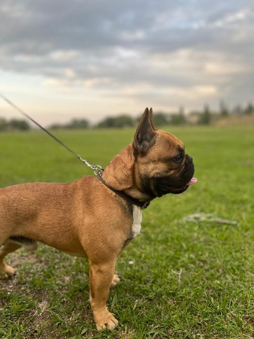 Вязка французский бульдог