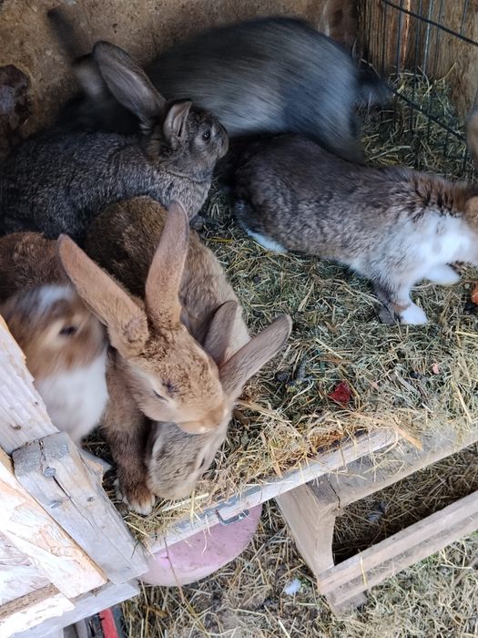 Pui de iepure californian/fluture german/urias german de diferite varste