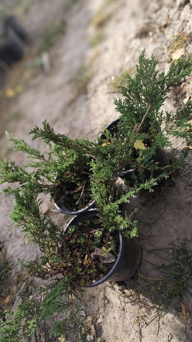 Можжевельник горизонтальный Прин Уэльский