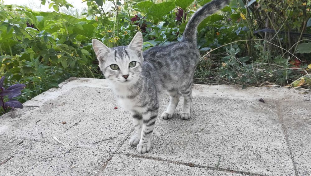 Котка тигър на 5 месеца