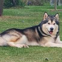 pui Malamut de Alaska cu pedigree - calitate exceptionala