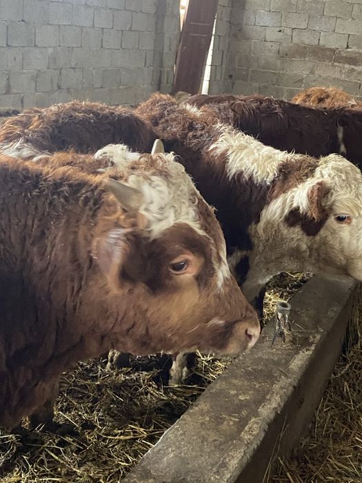 47бас потсос сатылат