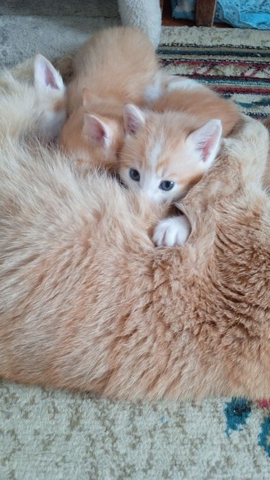 Отдам котят в добрые руки