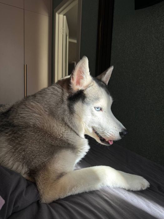 Хаски вязка кобель