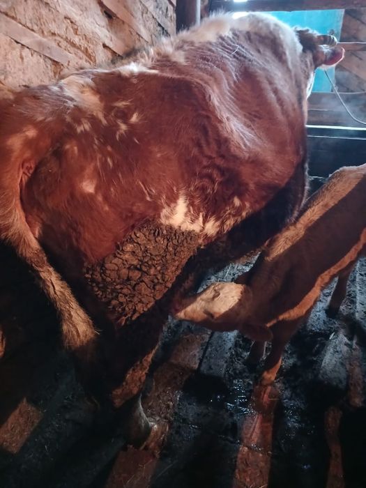 Продам 3  коровы  , 2 коровы с теленком