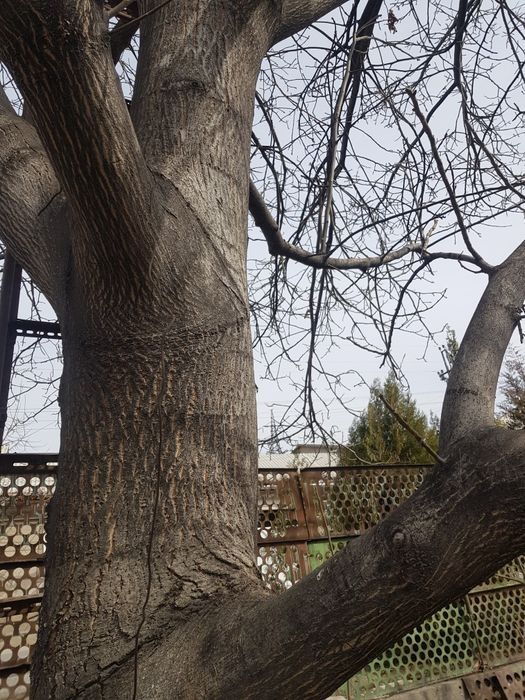 Продается орех дерево для изготовления мебели или отделки стен. Дм(800