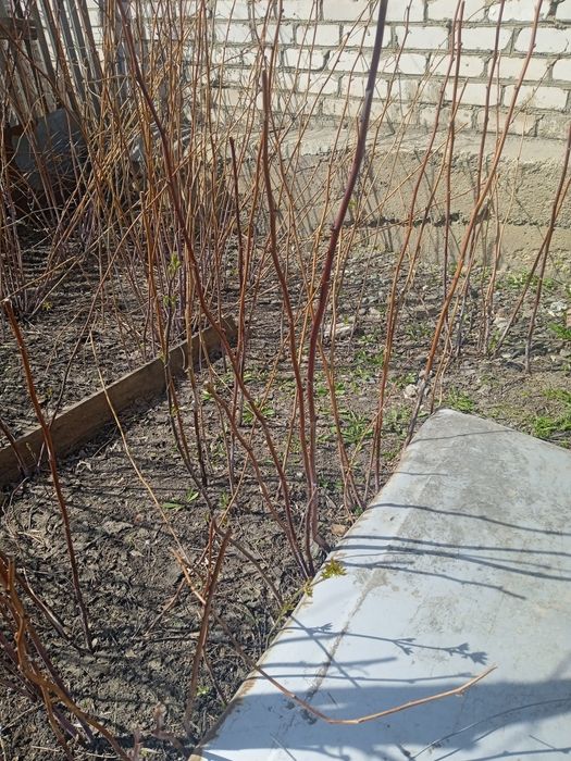 Продам Вишню сливу