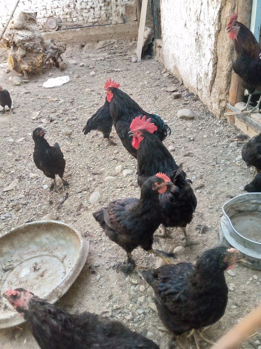 Qora shag'zoda tozasi