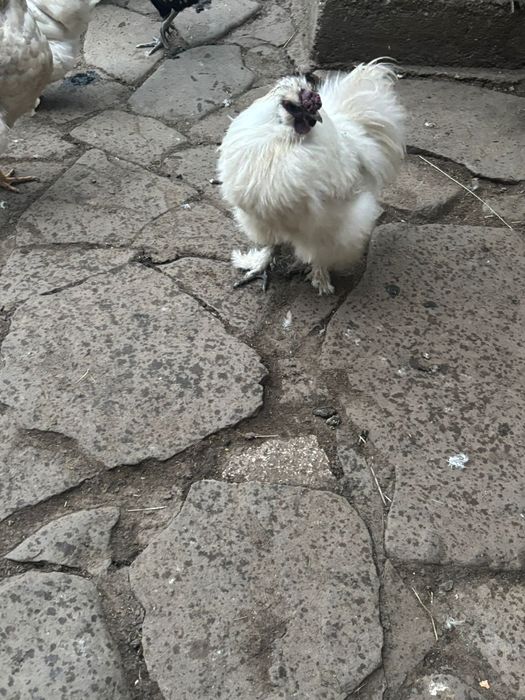 Disponibili cocoși tineri!