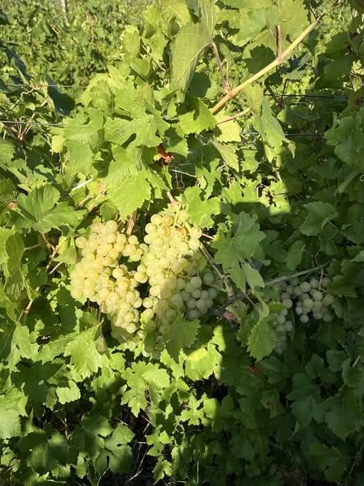 ceasla risling ,feteasca regala de vanzare