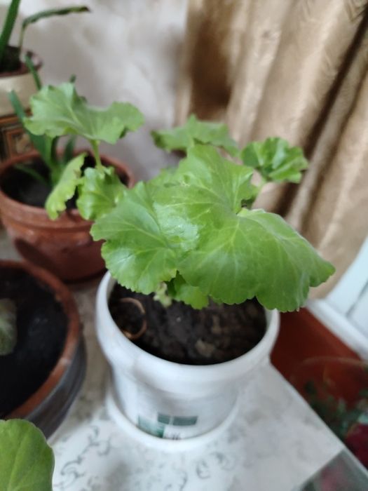 Комнатные цветы все по 1500.