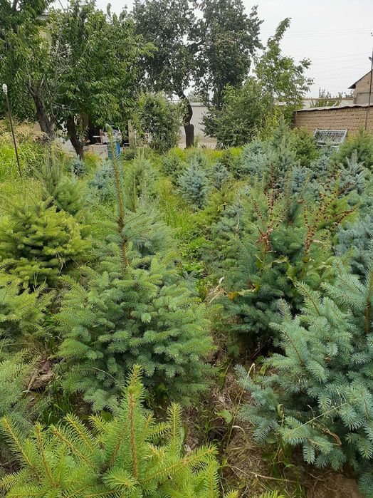 Голубая ель сотилади 500 000 мингдан