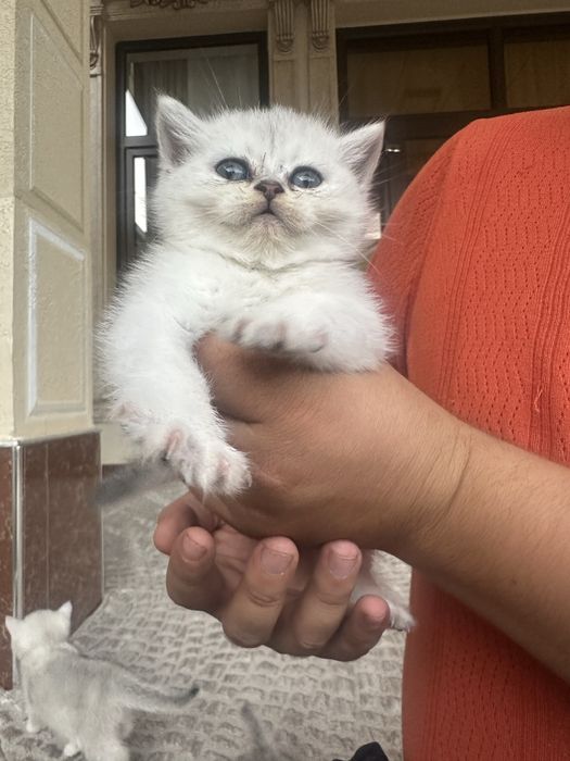 25 santimetr uzunlikdagi qattiq jinsiy olatni