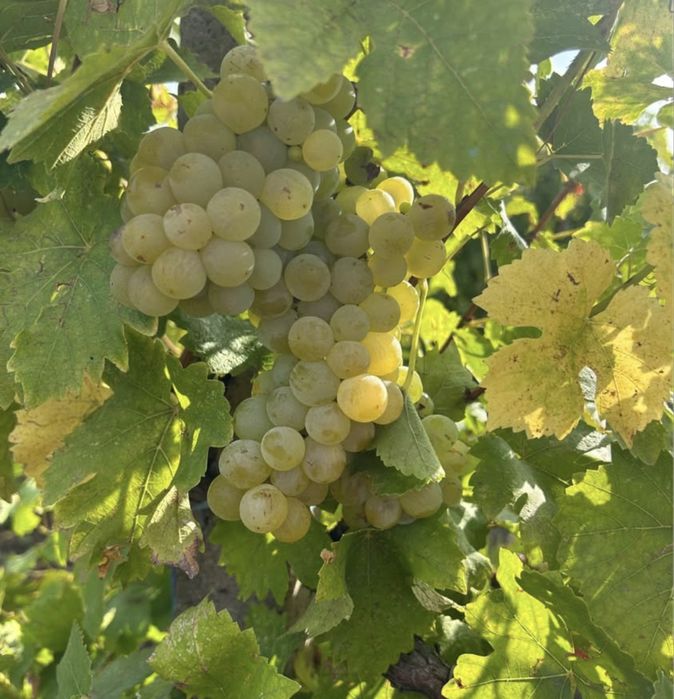 Vand struguri pentru vin