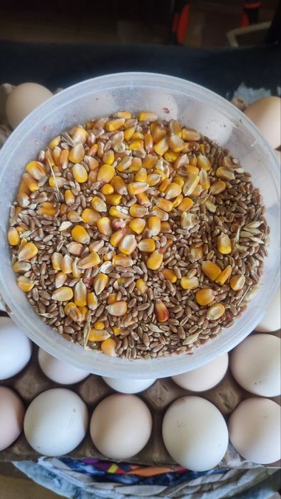 Продаю домашние куриные яйца