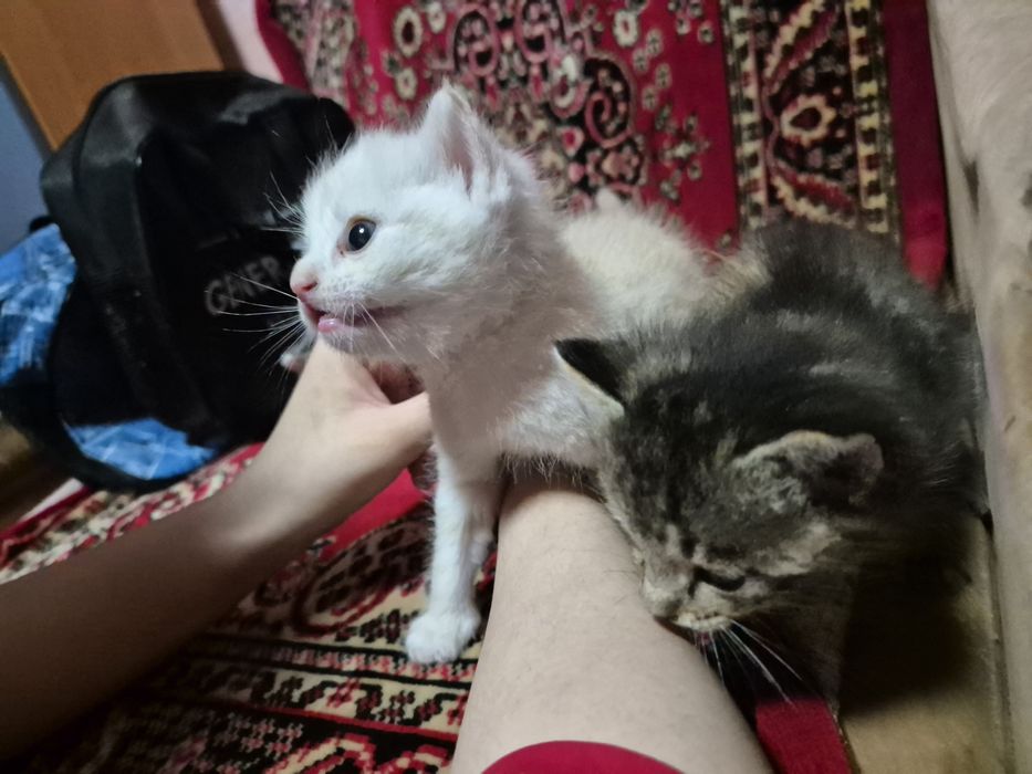Котёнок, девушка