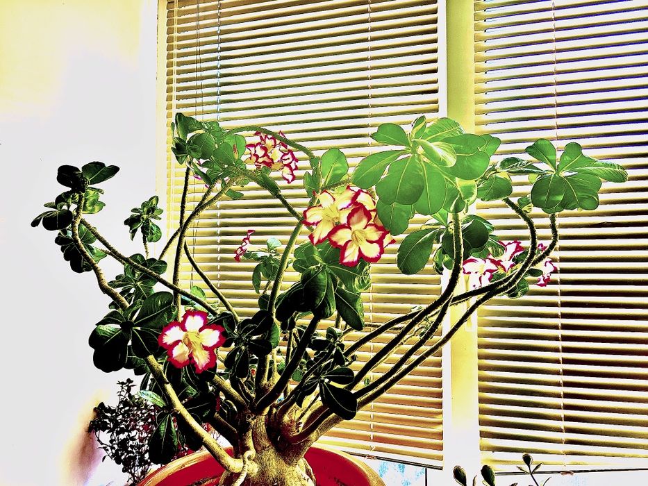 Продам Адениум !