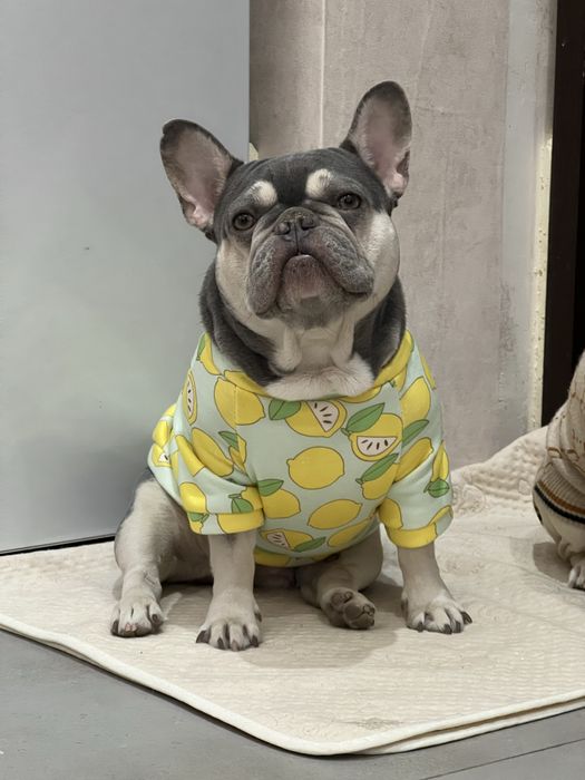 Одежда для собак и кошек