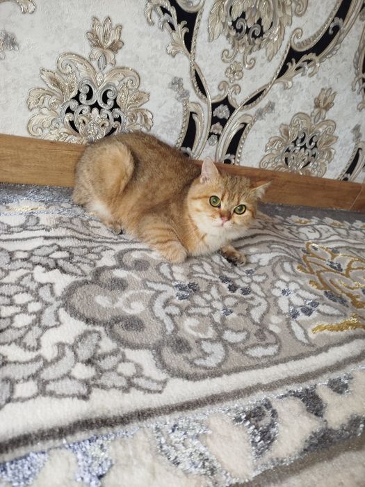 Zolotoy britanskiy shinshilla