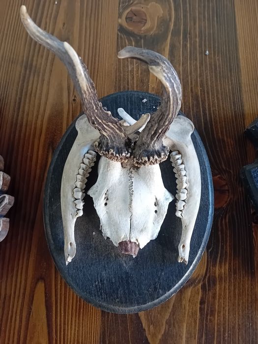 Trofee caprior coarne
