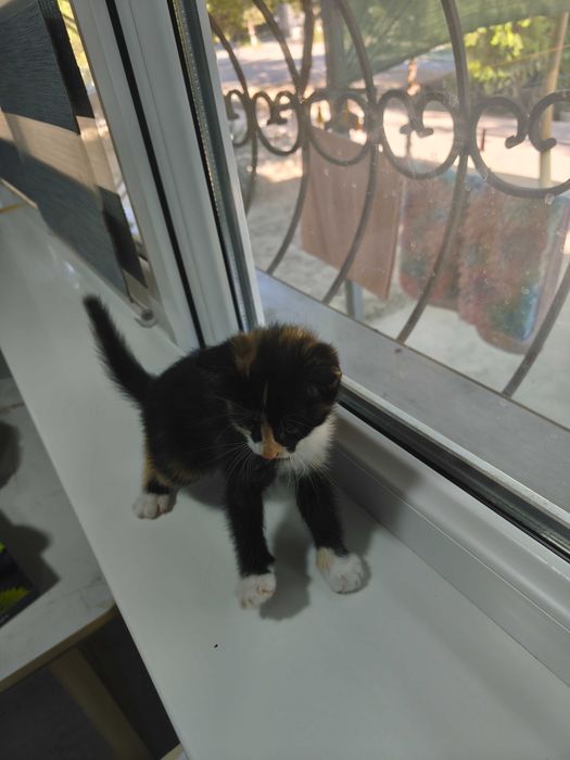Отдам котят в хорошие руки
