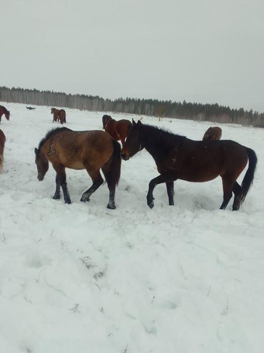 Срочная продажа кобылы