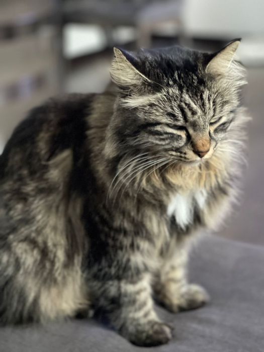 Внимание пропала кошка!