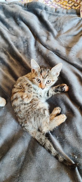 Подарявам 3 Котета
