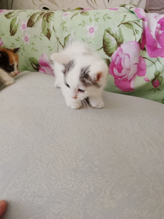 4 котёнка, отдадим  в добрые руки.