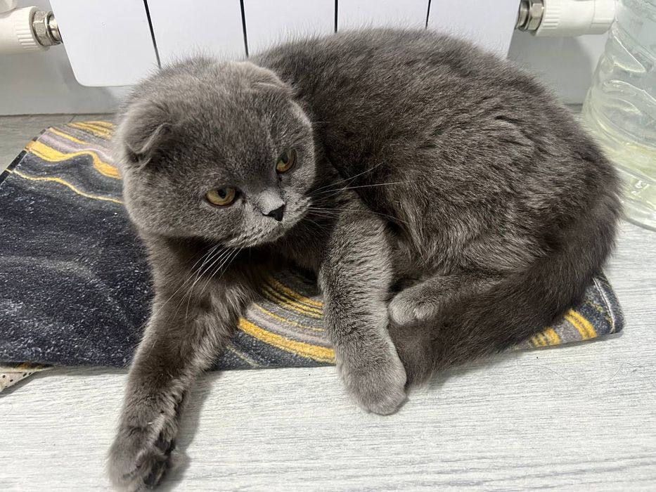 Mushuk Scottish fold