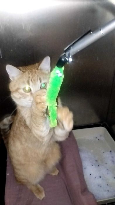 Коте на годинка спешно търси дом