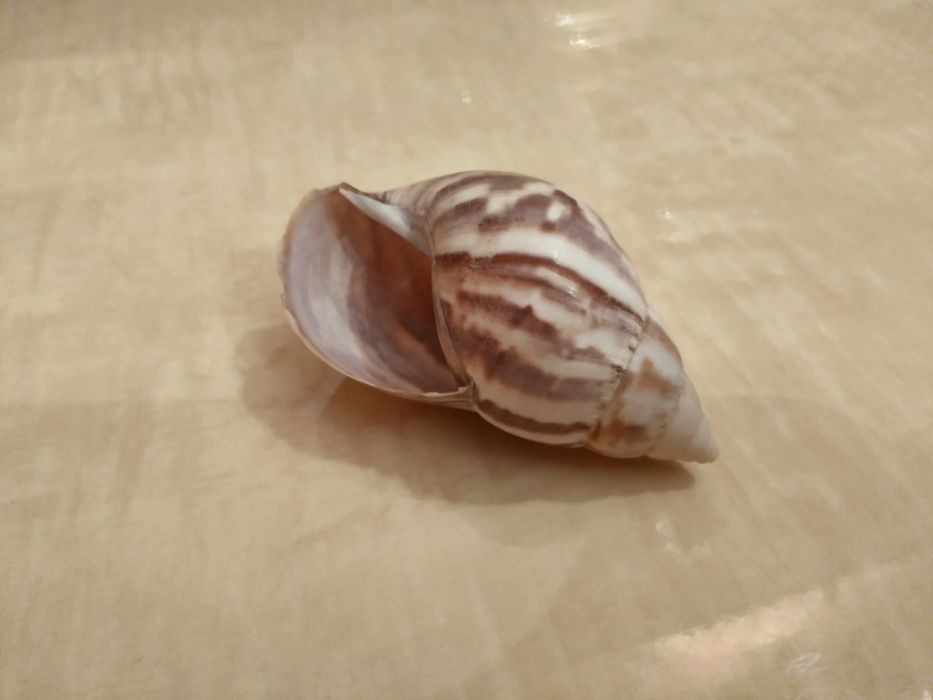 Океанска Раковина от Сейшелите