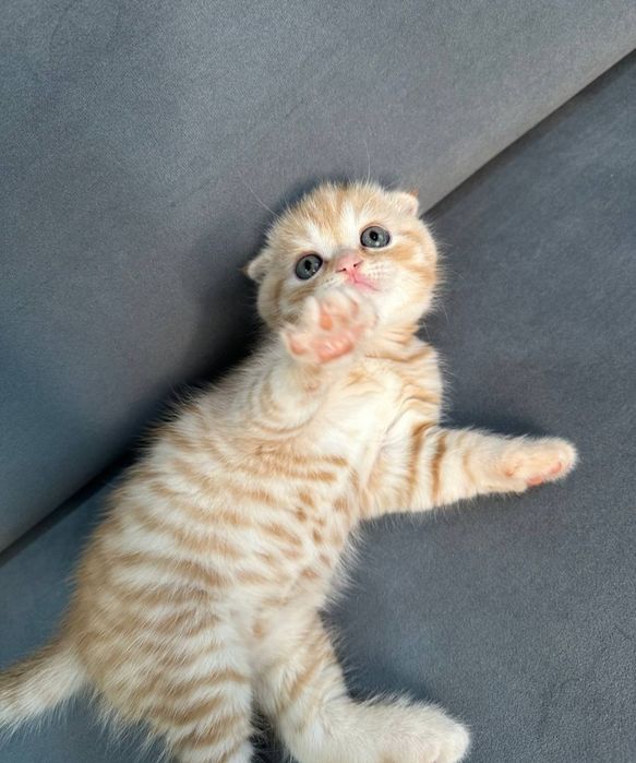 Продам Шотландских котят