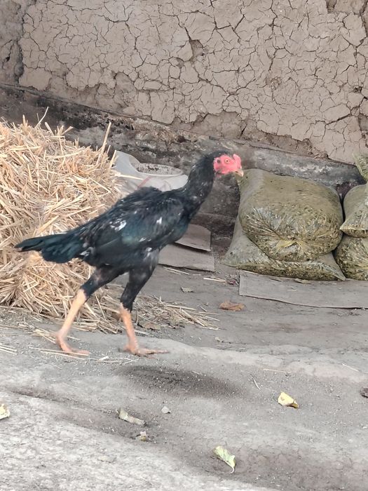 Joja 4 oylik toza kareya