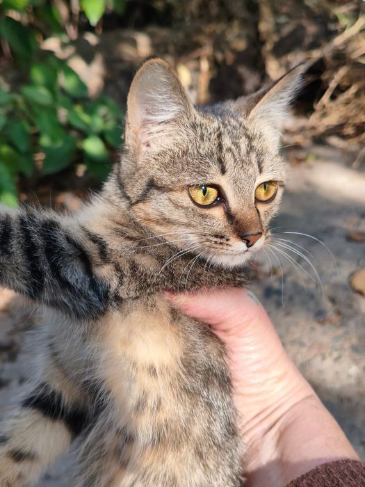 Отдаём катёнка с любовью