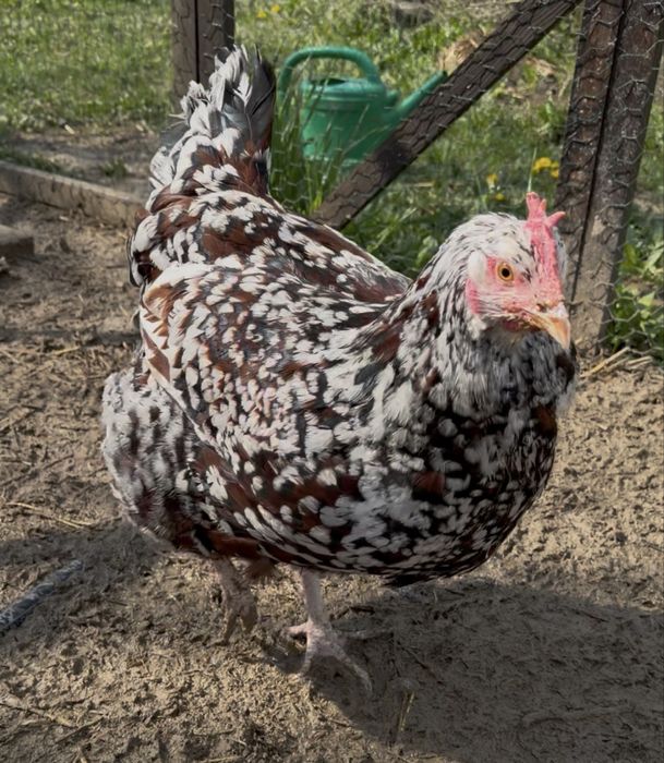 Pereche Sussex Porțelan gaina si cocosi  schimb