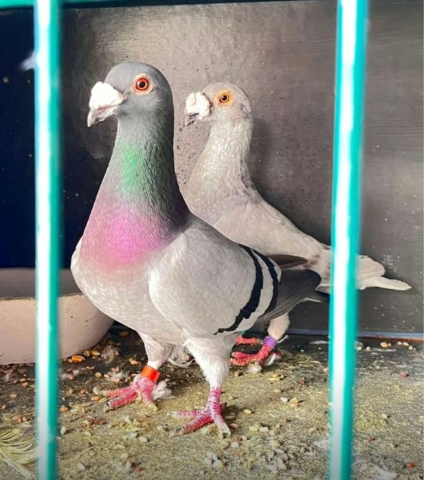 PORUMBEI Duduros/Italieni