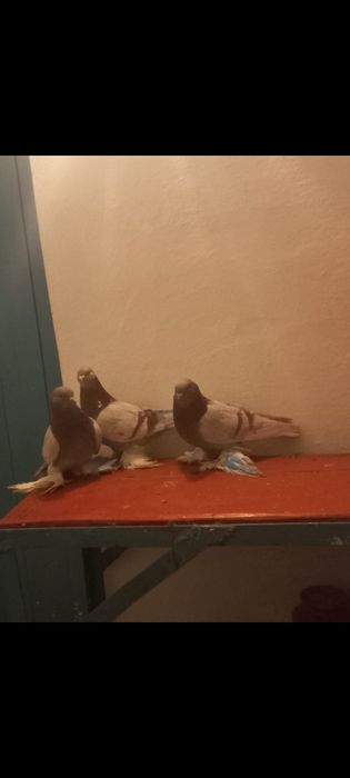 Продаются голуби